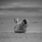 Seehund am Skallinger Strand 