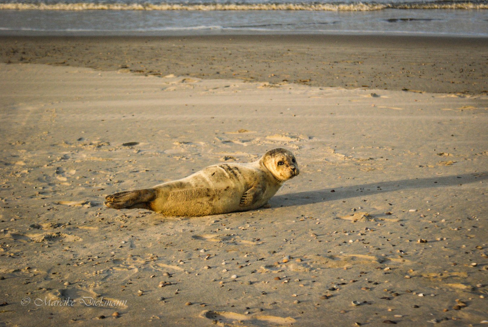 Seehund am Spiekerooger Strand