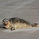 Seehund am Strand