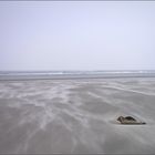 Seehund am Strand I...