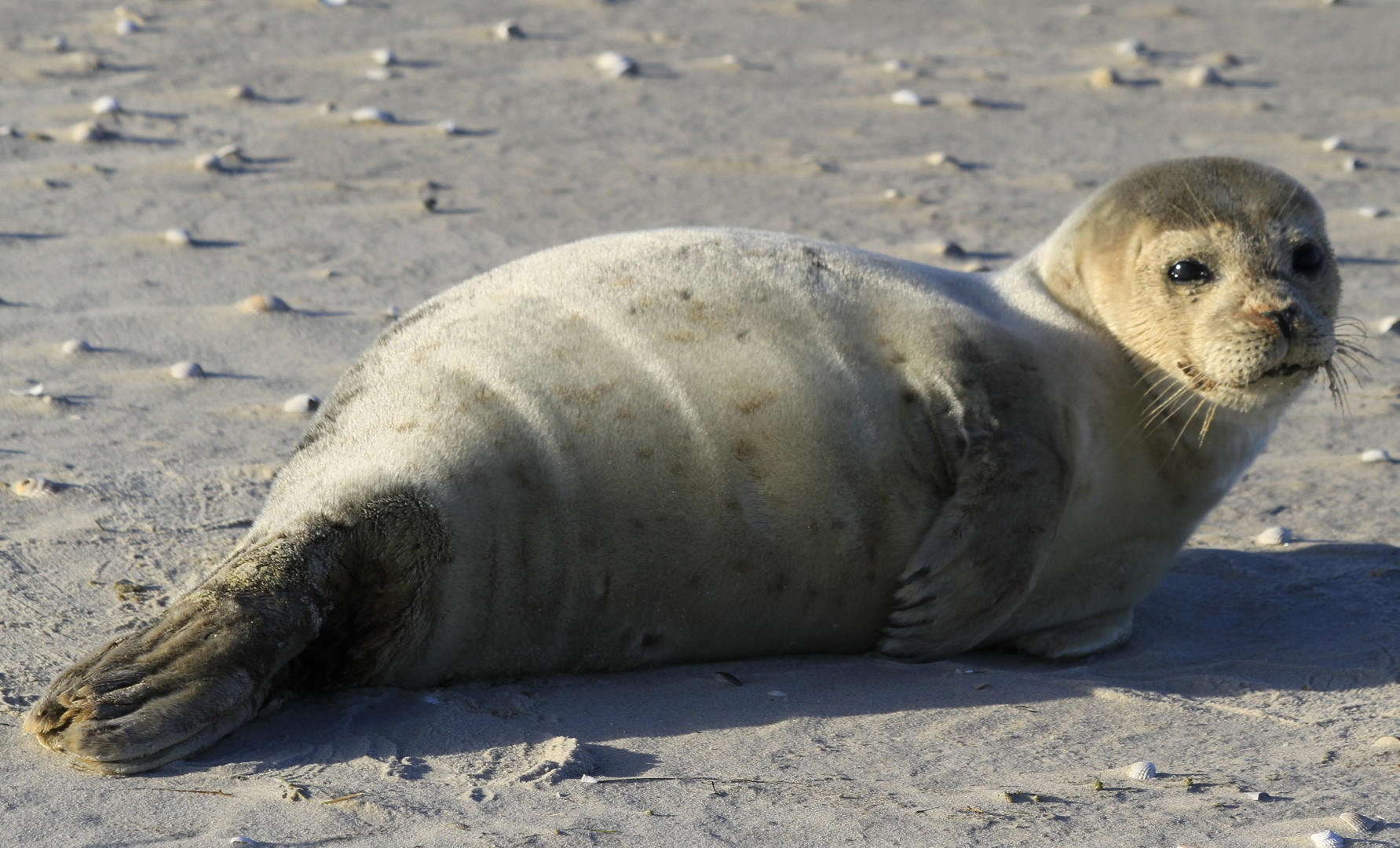 Seehund am Strand von Norddorf (Amrum)