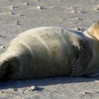 Seehund am Strand von Norddorf (Amrum)