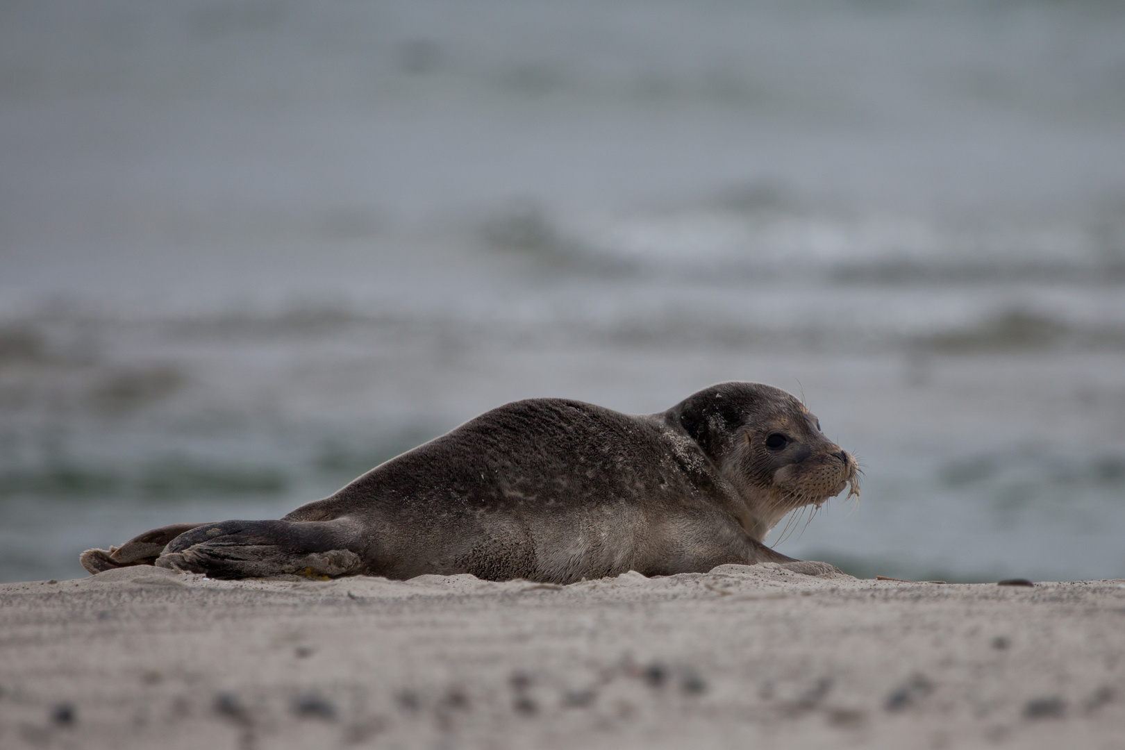 Seehund am Strand von Skagen