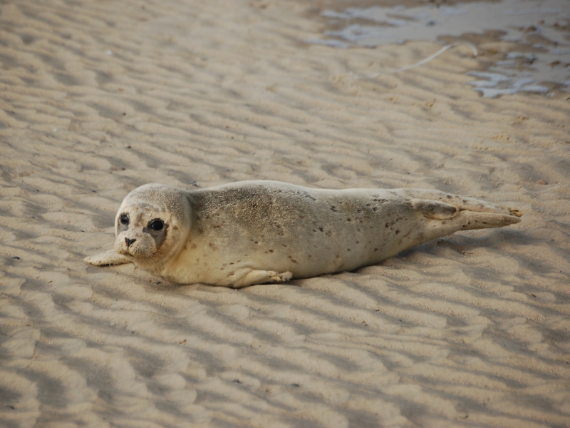 Seehund am Strand von Spiekeroog