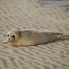 Seehund am Strand von Spiekeroog