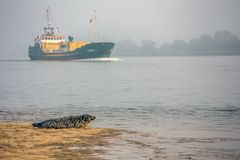 Seehund am Weserstrand