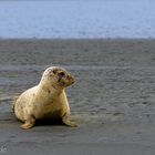 Seehund an der Ostemündung