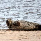 Seehund an der Unterweser