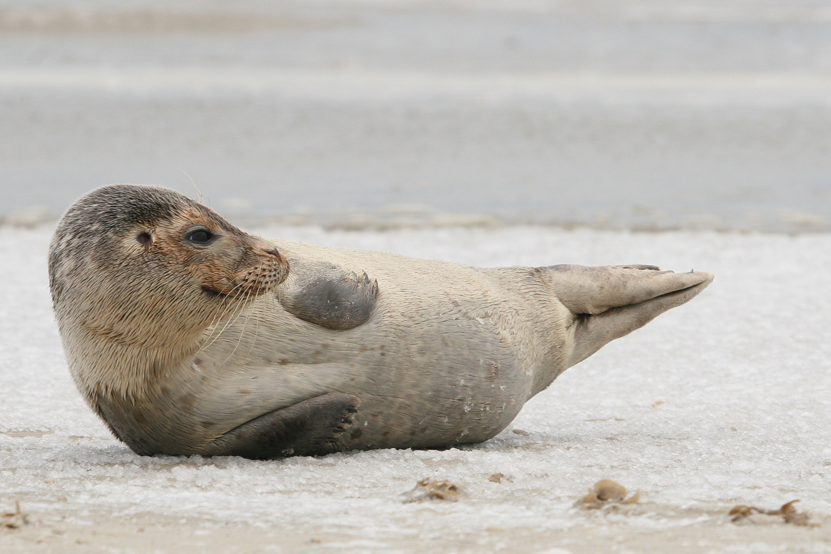 Seehund auf Amrum