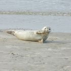 Seehund auf Baltrum