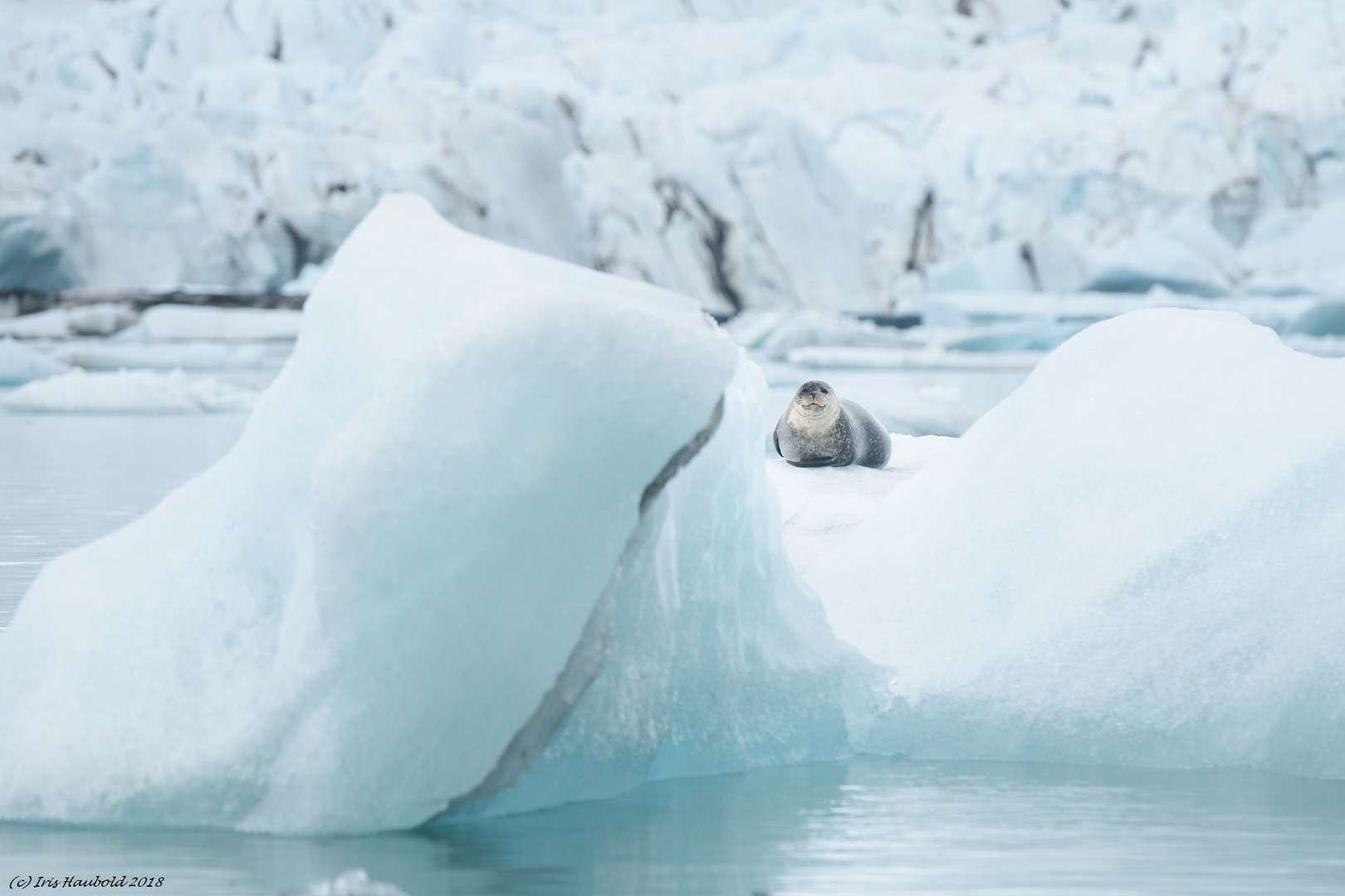 Seehund auf dem Jökulsárlón