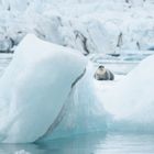 Seehund auf dem Jökulsárlón