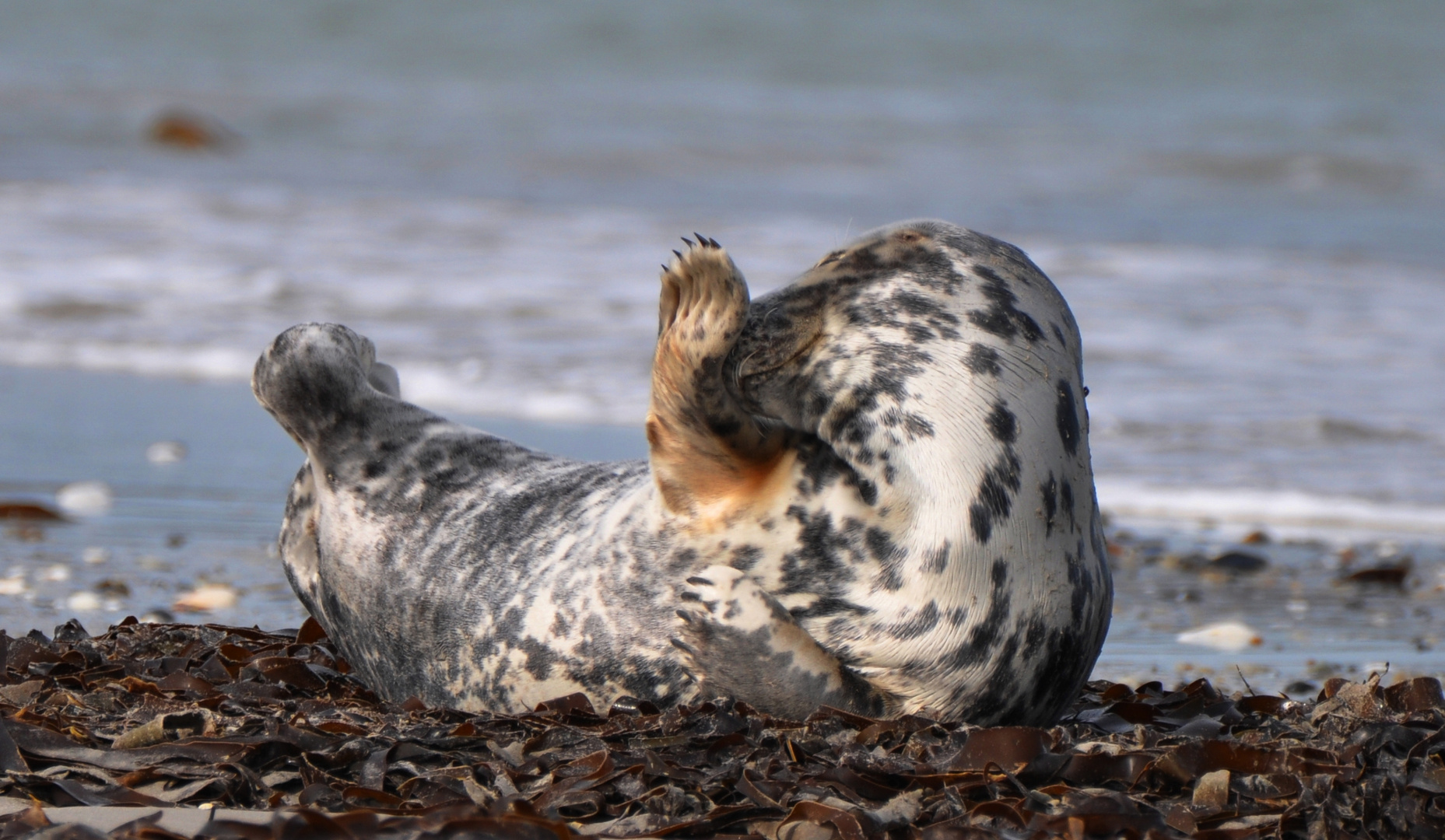 Seehund auf der Düne... 