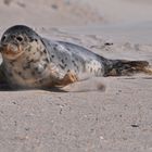 Seehund auf der Düne II