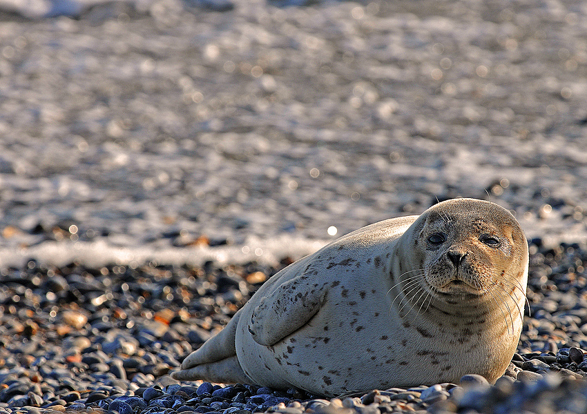 Seehund auf der Düne vor Helgoland