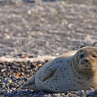 Seehund auf der Düne vor Helgoland