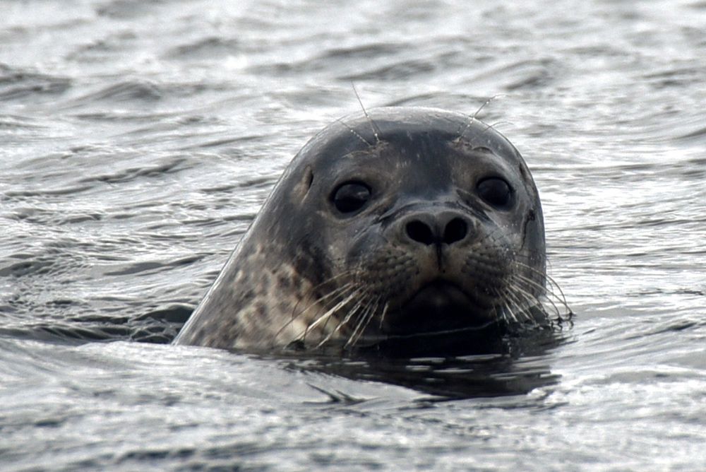 Seehund auf der Halbinsel Vatnsnes