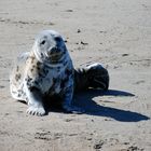 Seehund auf der Helgoländer Düne