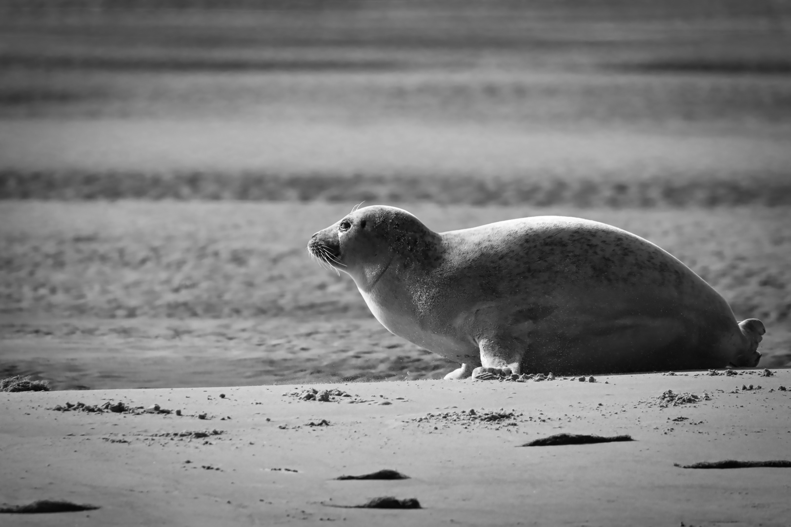 Seehund auf einer Sandbank in der Nordsee