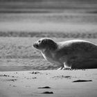 Seehund auf einer Sandbank in der Nordsee