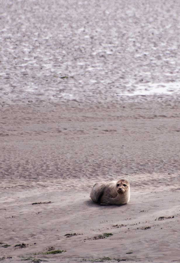 Seehund auf einer Sandbank südwestlich von Langeoog