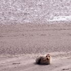 Seehund auf einer Sandbank südwestlich von Langeoog
