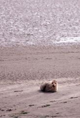 Seehund auf einer Sandbank südwestlich von Langeoog