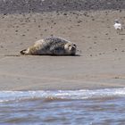 Seehund auf einer Sandbank vor Wilhelmshaven