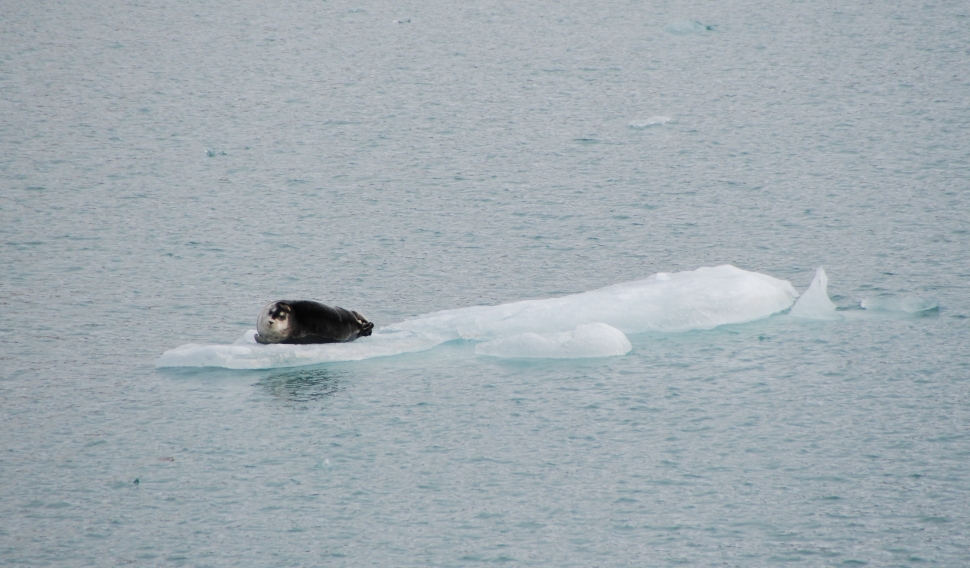 Seehund auf Eisscholle - Spitzbergen - Norwegen - Juli 2007