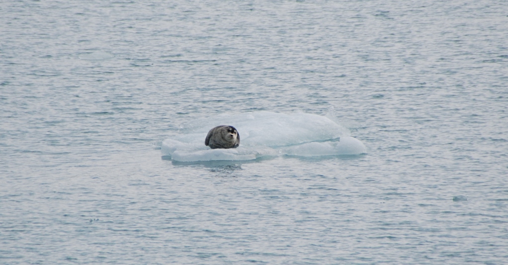 Seehund auf Eisscholle - Spitzbergen - Norwegen - Juli 2007