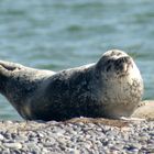 Seehund auf Helgoländer-Düne (2)