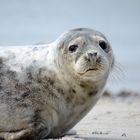 Seehund auf Helgoland (2011)