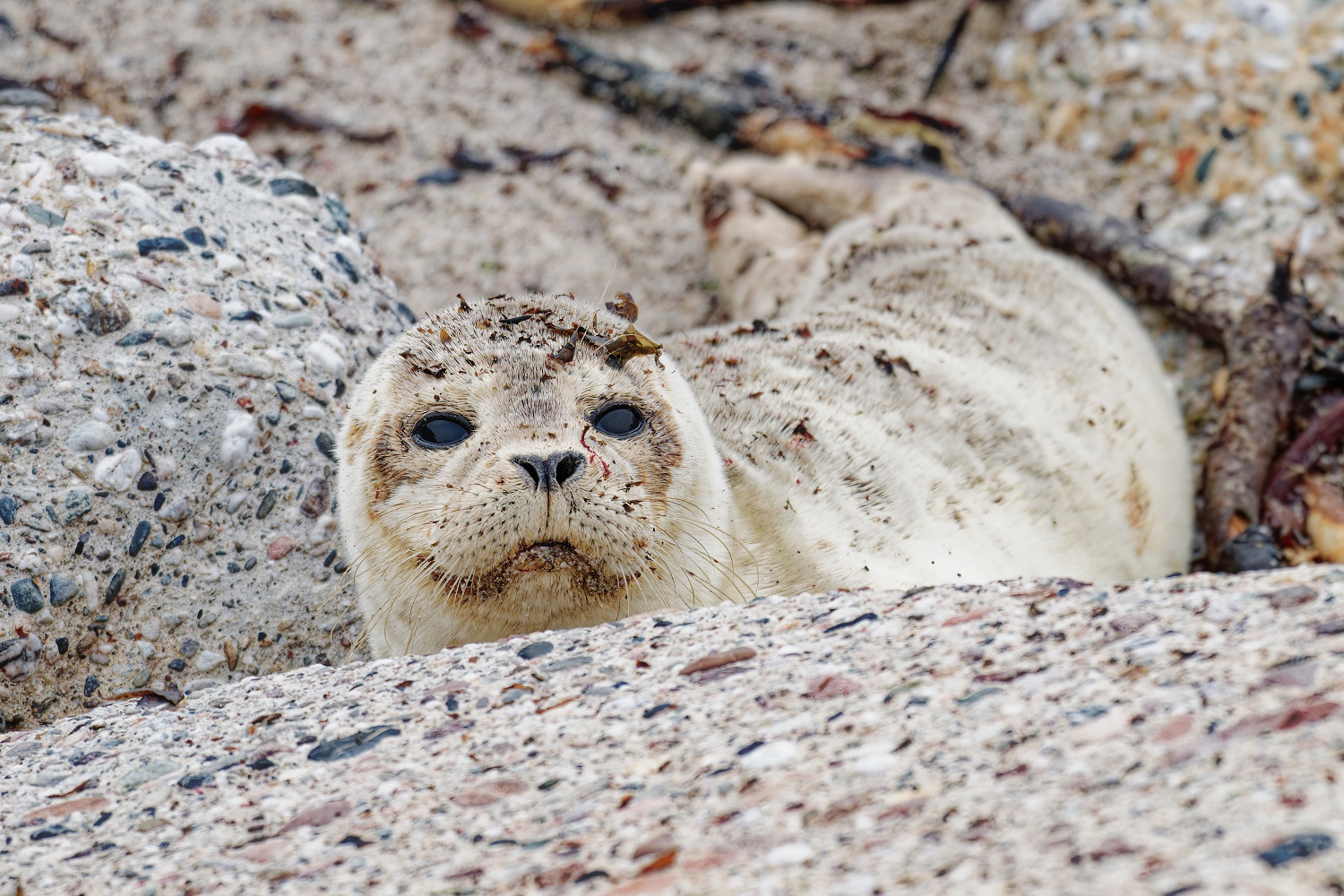 Seehund auf Helgoland