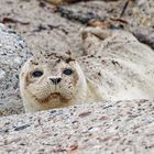 Seehund auf Helgoland