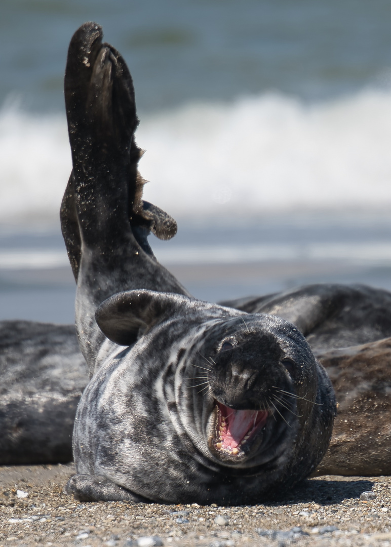 Seehund auf Helgoland 