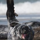 Seehund auf Helgoland 