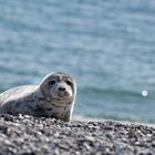 Seehund auf Helgoland