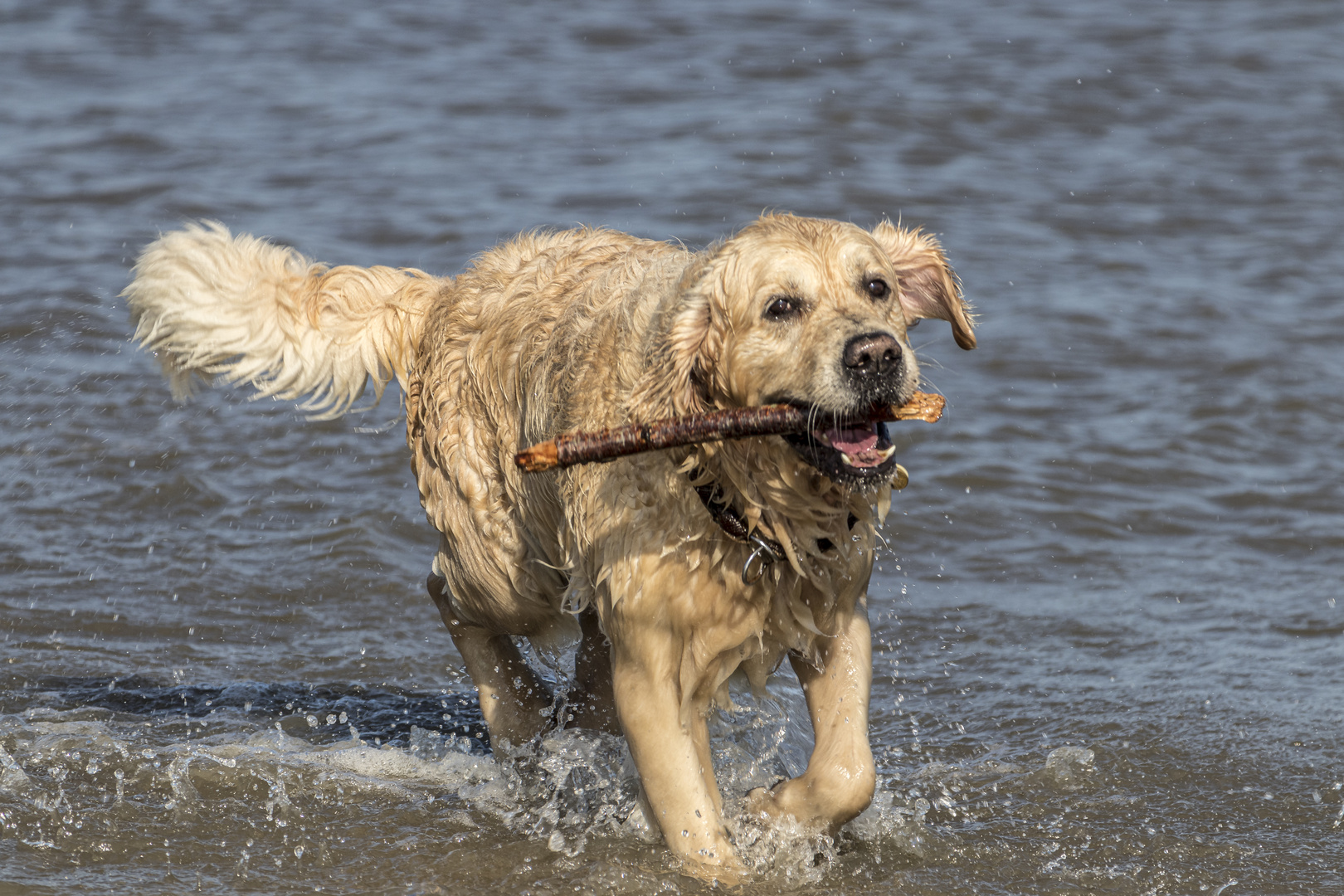 Seehund auf Norderney 