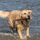 Seehund auf Norderney 