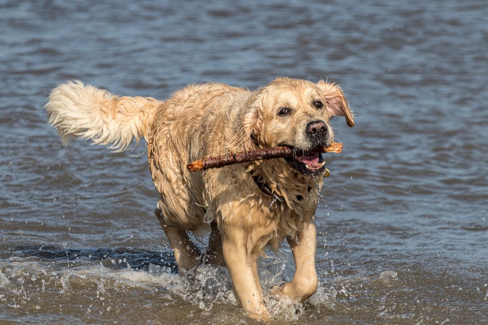 Seehund auf Norderney 