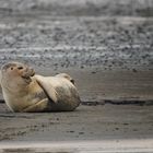 Seehund auf Sandbank