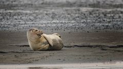 Seehund auf Sandbank