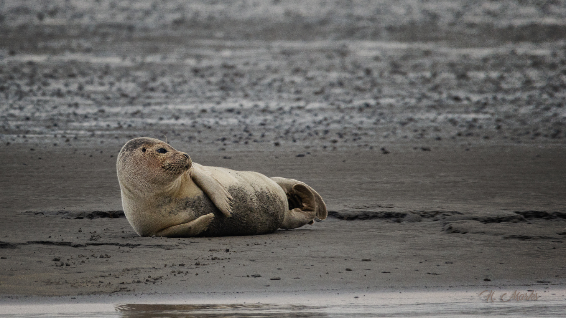 Seehund auf Sandbank