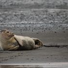 Seehund auf Sandbank