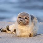 Seehund auf Sylt