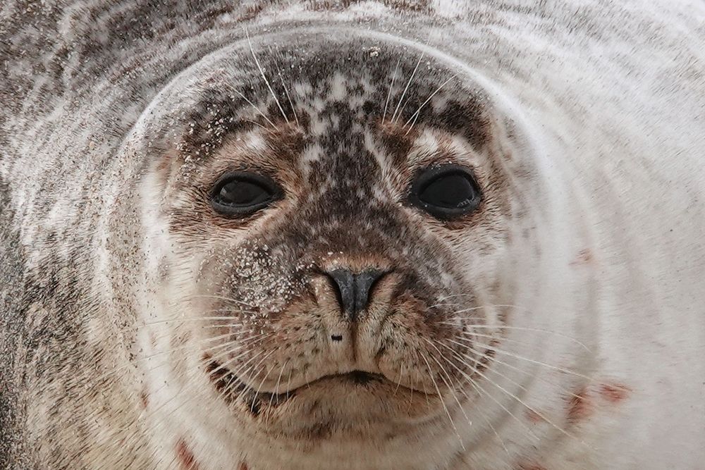 Seehund Foto & Bild natur, tiere, wildlife Bilder auf