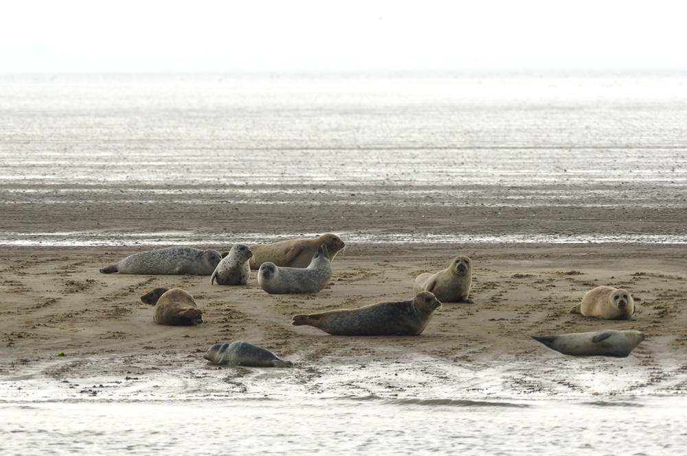 Seehund-Bank vor Sylt