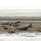 Seehund-Bank vor Sylt