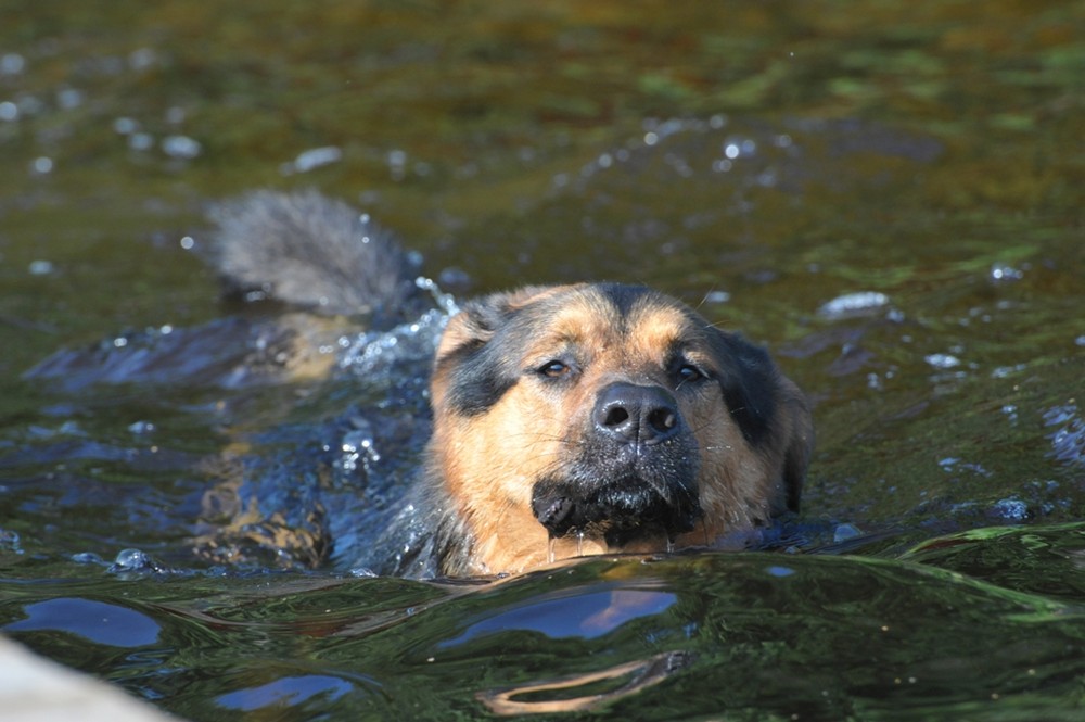 Seehund