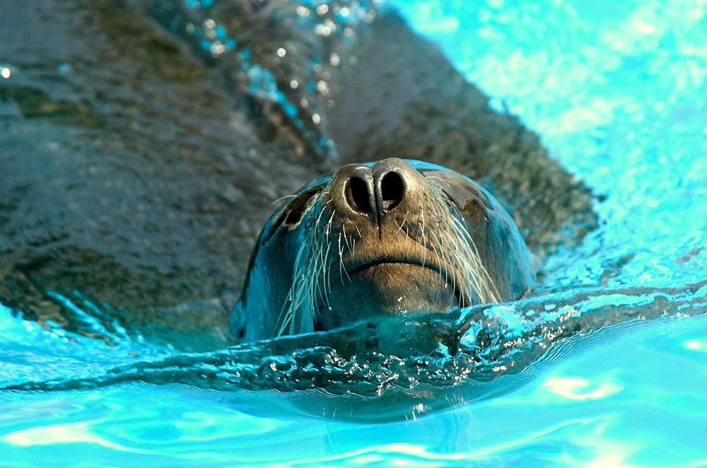 Seehund beim Wasserpflügen